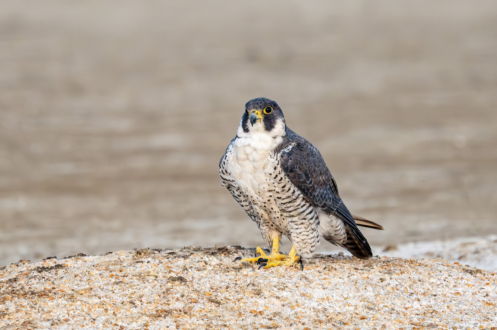 image Peregrine Falcon